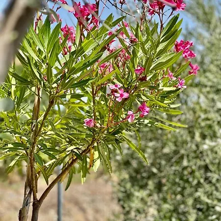 Papagiorgio Luxury And Harmony וילה