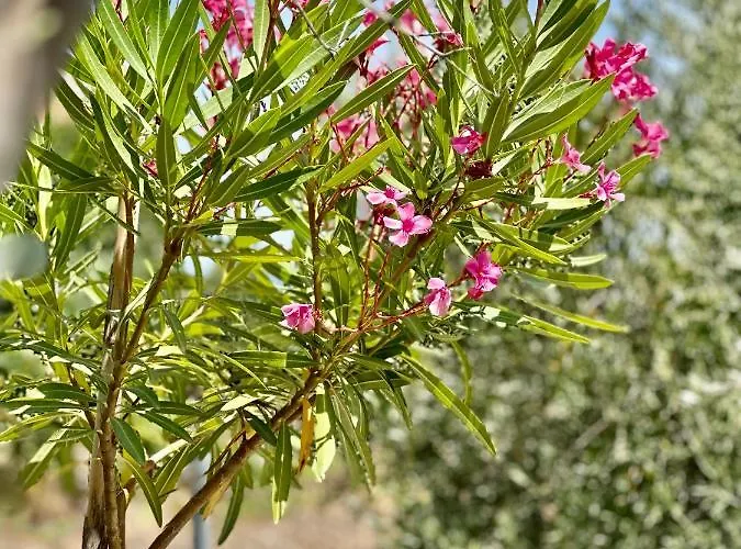 Papagiorgio Luxury And Harmony فيلة